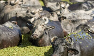 fazendeiro-planeja-criar-“universidade-do-bufalo”-na-ilha-de-marajo