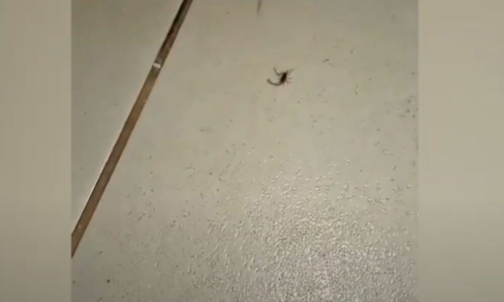 crianca-e-picada-por-escorpiao-dentro-de-escola-em-ms