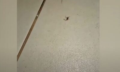 crianca-e-picada-por-escorpiao-dentro-de-escola-em-ms