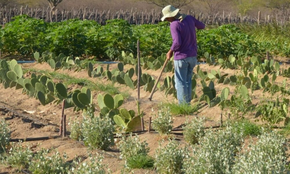 cmn-simplifica-credito-rural-a-populacoes-tradicionais-e-extrativistas