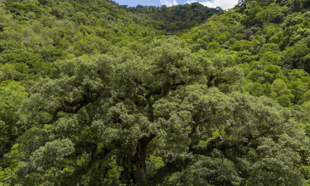 mata-atlantica-perde-2,4-milhoes-de-hectares-em-40-anos