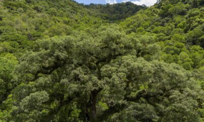 mata-atlantica-perde-2,4-milhoes-de-hectares-em-40-anos