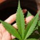 stj-adia-prazo-para-regulamentacao-do-plantio-de-cannabis-medicinal