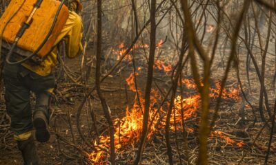 governo-lanca-painel-inedito-para-rastrear-gastos-ambientais
