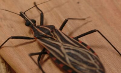 ananindeua,-no-para,-tem-surto-de-casos-da-doenca-de-chagas