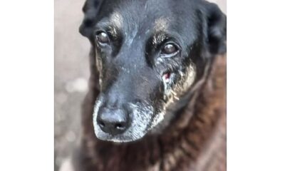 hospital-veterinario-municipal-passa-a-funcionar-24-horas-em-sao-paulo