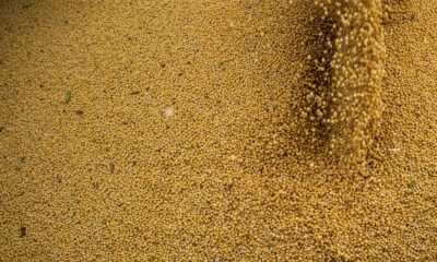 agro-cresce-11,7%,-impulsiona-pib-e-ganha-participacao-na-economia