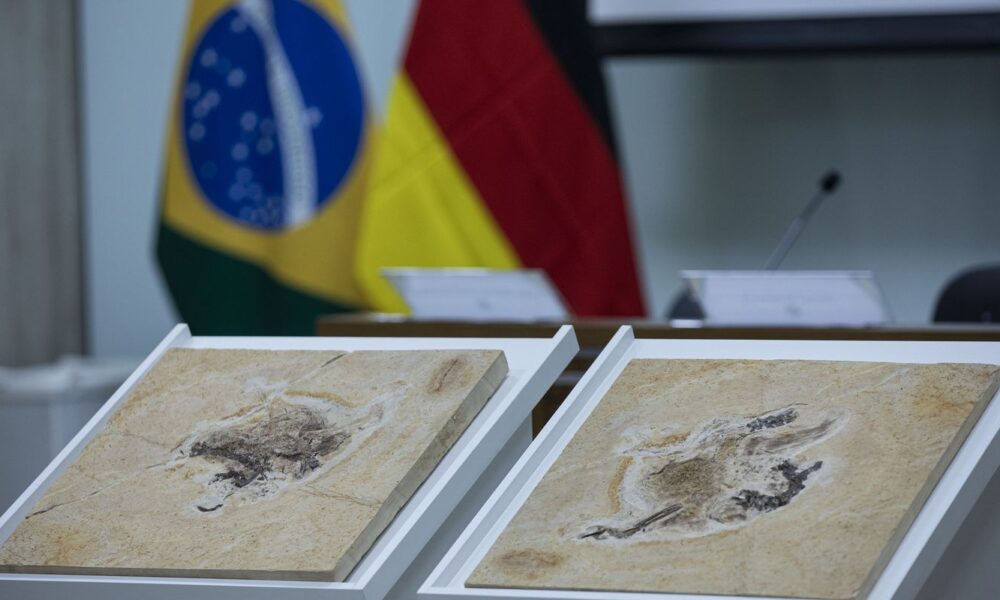 brasil-quer-recuperar-dinossauros-e-patrimonios-que-estao-em-14-paises