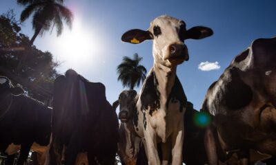 uniao-europeia-oficializa-veto-a-carne-brasileira-a-partir-de-setembro