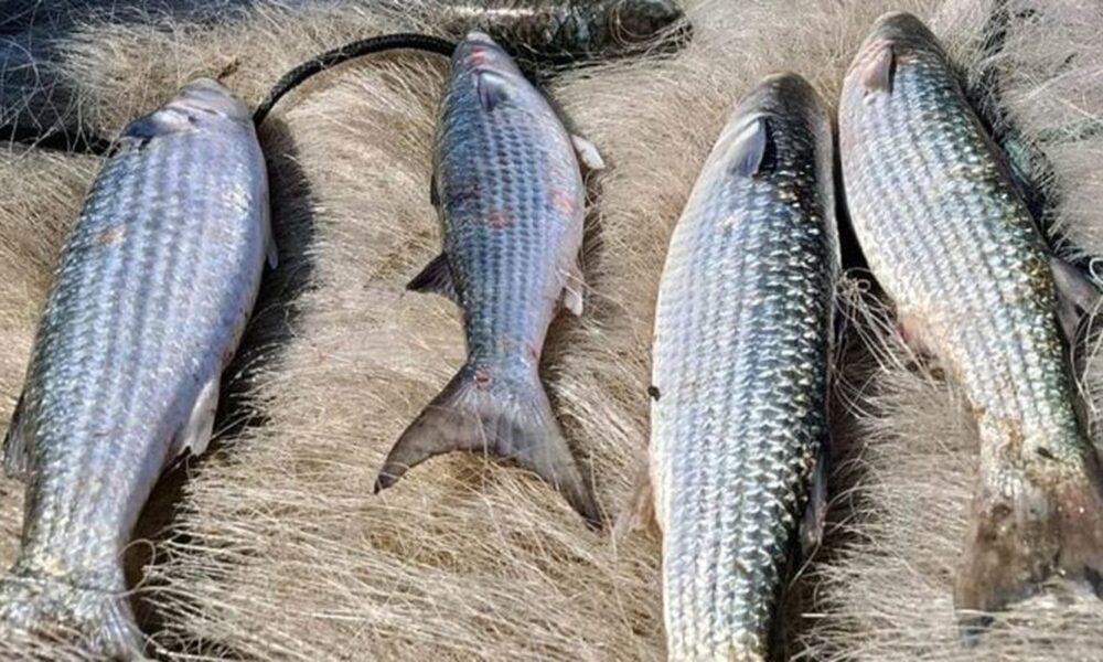 pesca-de-tainha-na-modalidade-arrasto-de-praia-esta-suspensa