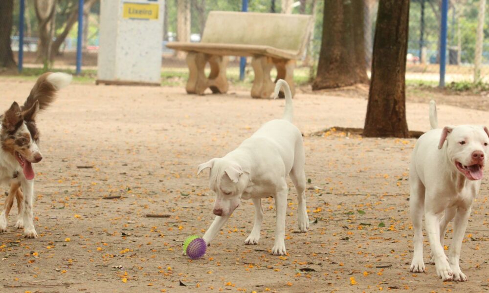 lei-torna-crime-exercicio-ilegal-da-medicina-veterinaria